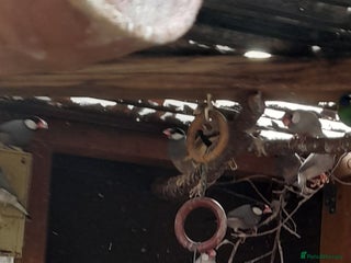 Finches birds - Advert 10