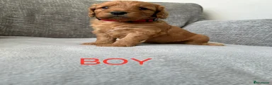 Cockapoo 1