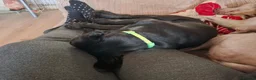 Labrador Retriever dogs for sale: Beautiful Black Labrador Pups - Advert 4