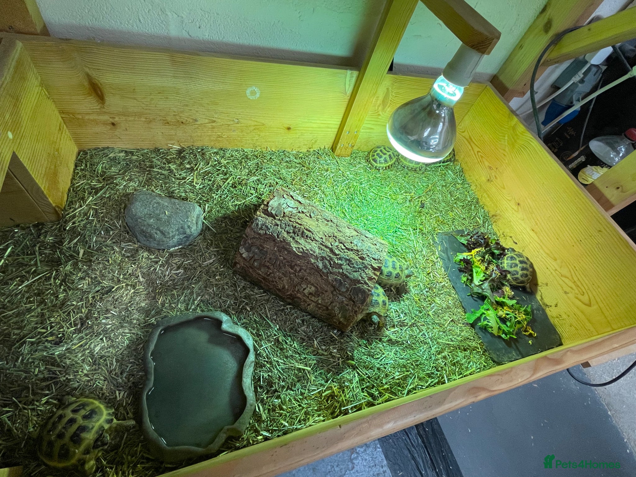 Tortoise reptiles for sale: Baby Horsefield Tortoises Available  - Advert 4