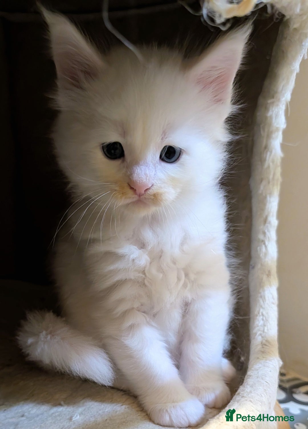 Maine Coon cats for sale: Beautiful Tica Registered Maine Coon Kittens  - Advert 18