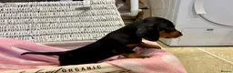 Miniature Dachshund dogs for sale: Beautiful Miniature Dachshunds - 2 boys left - Advert 10