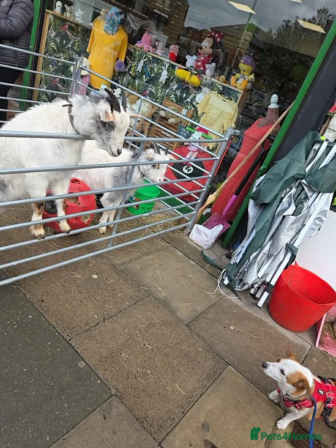 Mixed Breed dogs for adoption: CRETA - FOR ADOPTION - ACTIVE HOME ESSENTIAL  - Advert 2
