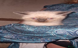 Ragdoll cats for sale: Beautiful pure breed ragdoll kittens  - Image 2