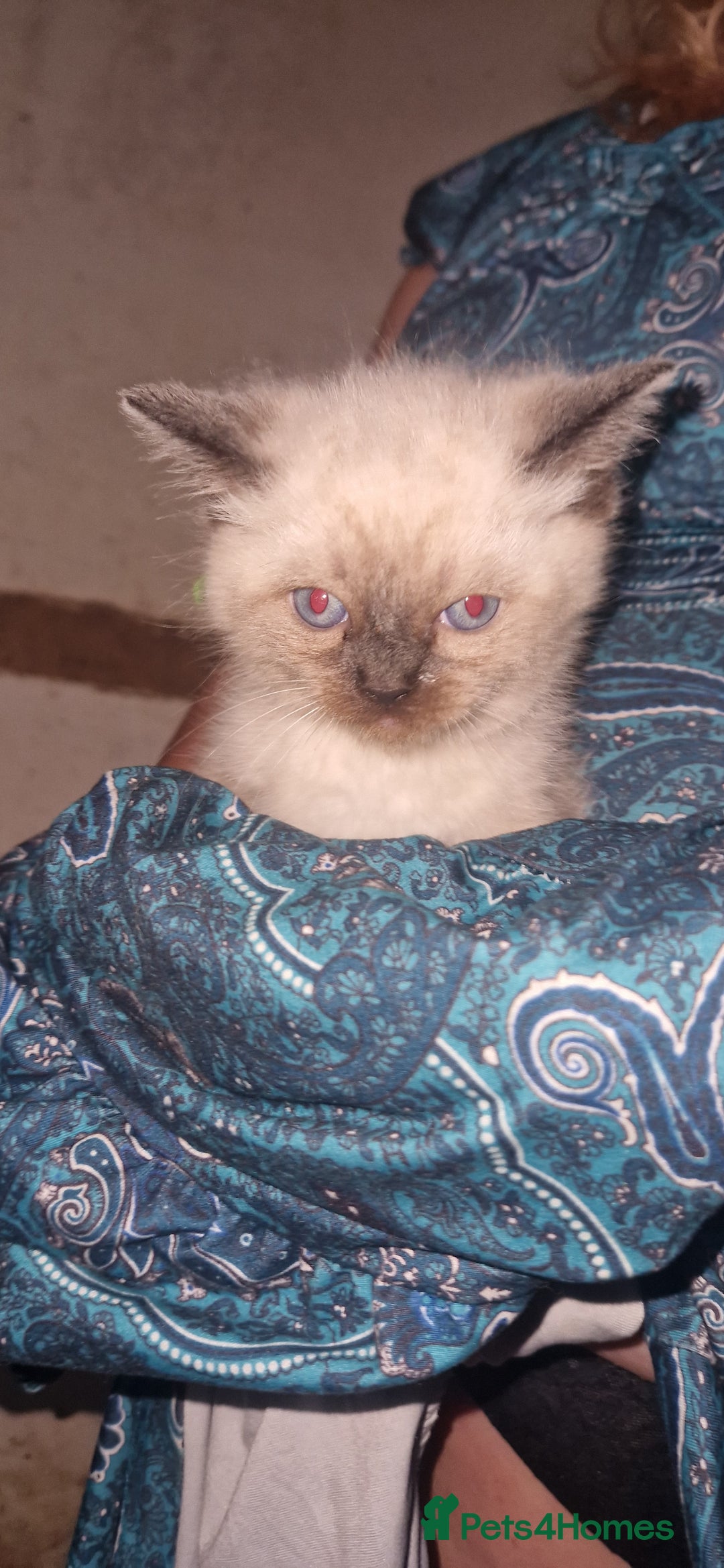 Ragdoll cats for sale: Beautiful pure breed ragdoll kittens  - Image 2