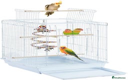 Cockatiels birds for sale: Young Cockatiels  - Image 2