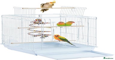 Cockatiels birds - Advert 5
