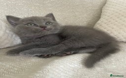 Ragdoll cats for sale: Cuddly & Sweet Ragdolls - Image 12