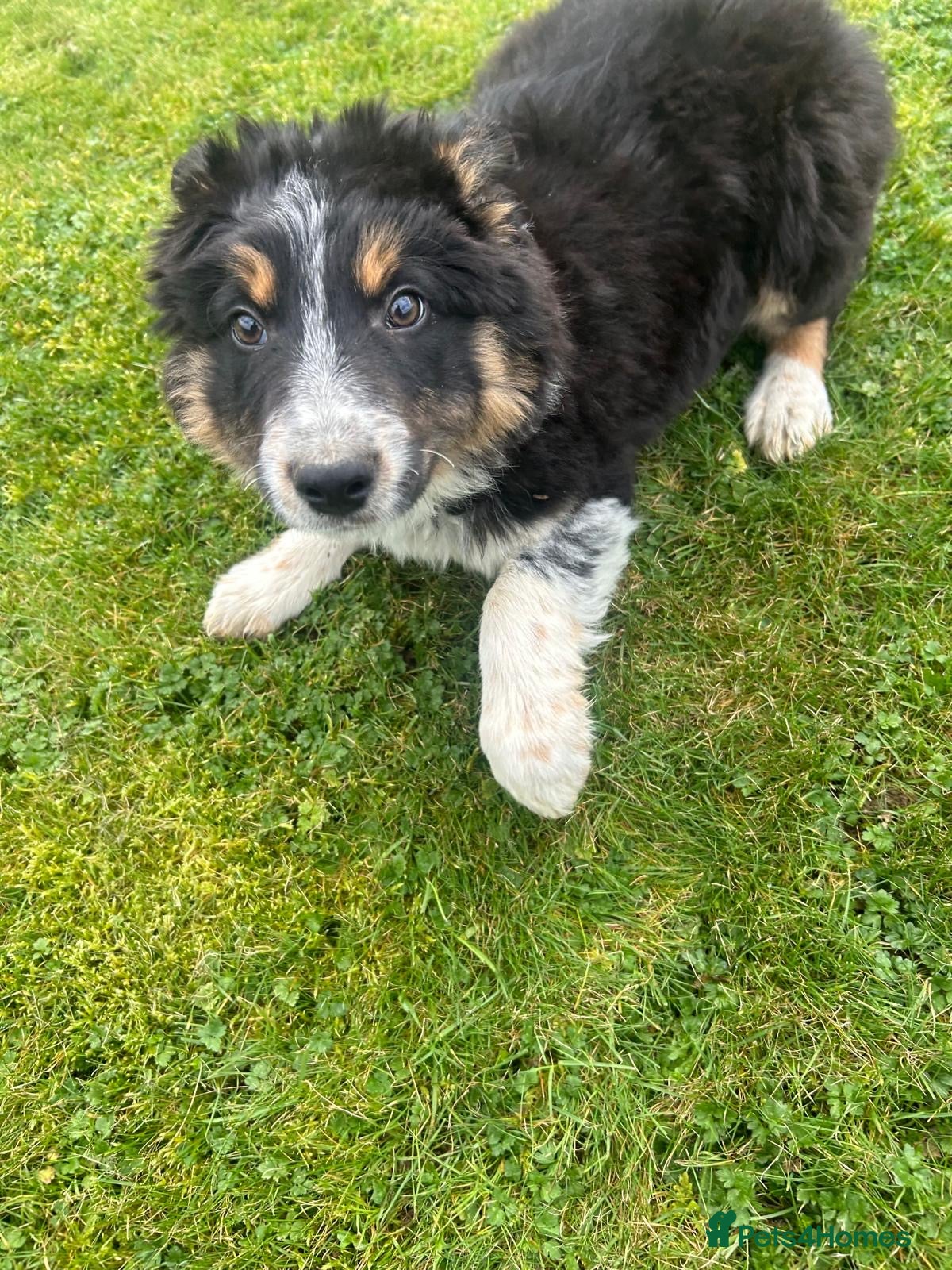 Border Collie dogs Male border collie - Advert 11