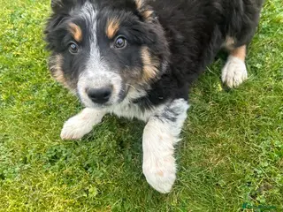 Border Collie dogs Male border collie - Advert 1