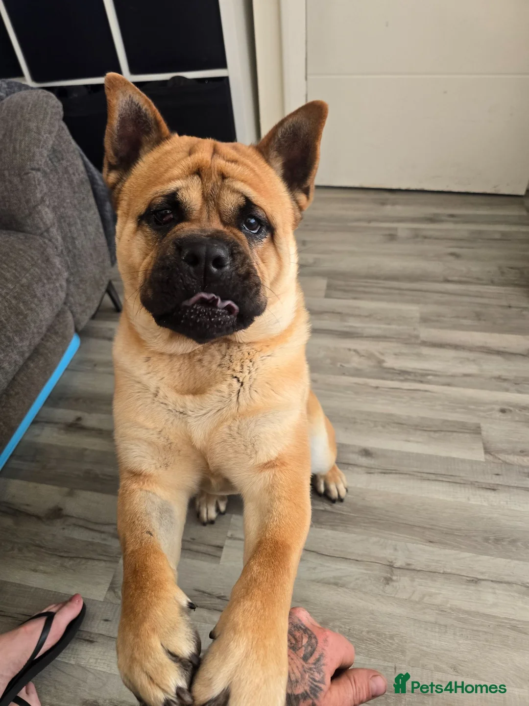 Mixed Breed dogs for sale: Bear ( free to take away from tomorrow) - Advert 2