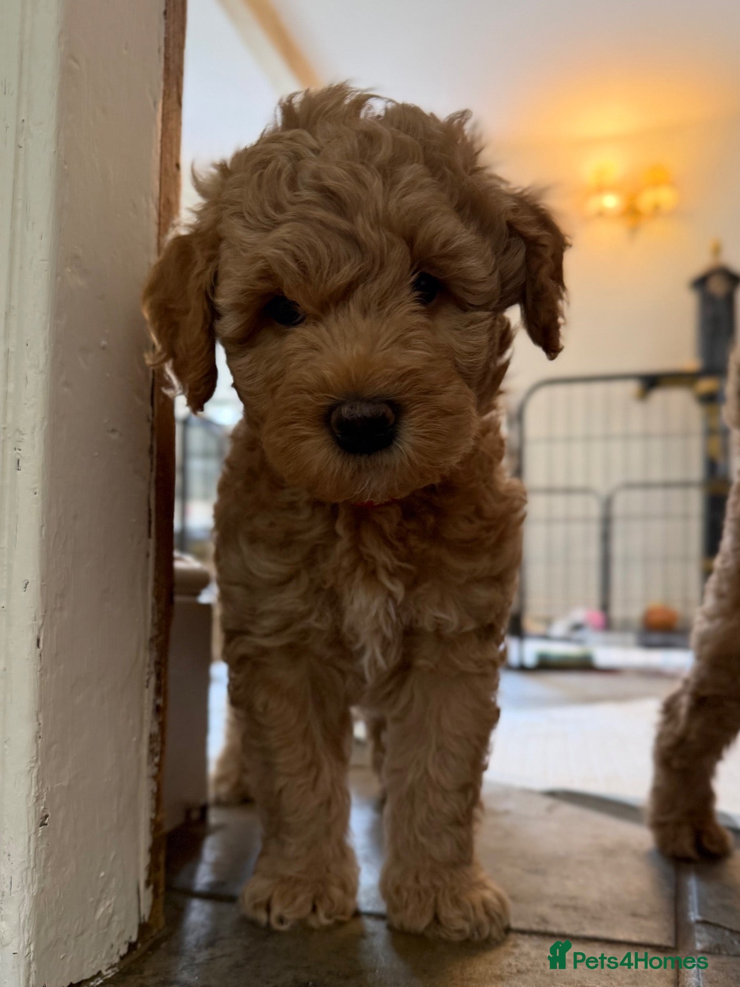 Mini Goldendoodle dogs Mini Goldendoodle puppies 🐶🫶🏻 - Advert 2