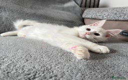 Maine Coon cats for sale: Maine Coon Kittens TICA Registered Cattery  - Image 22