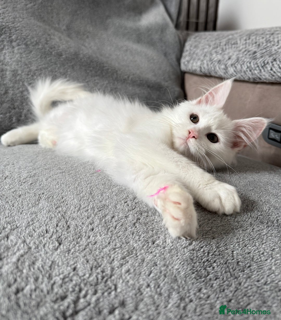 Maine Coon cats for sale: Maine Coon Kittens TICA Registered Cattery  - Image 22
