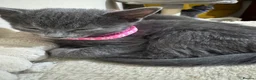 Russian Blue cats for sale: Russian Blue kittens - Advert 5