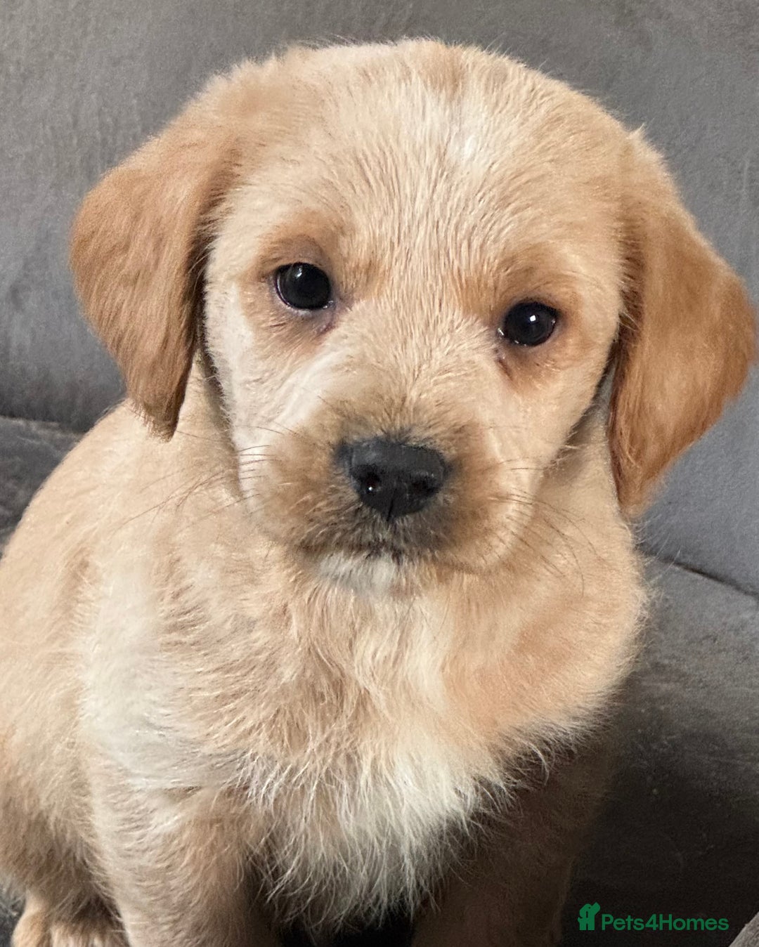 Australian Labradoodle dogs for sale: Stunning Multigen Mini Australian Labradoodle mix. - Image 18