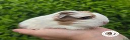 Guinea Pig rodents for sale: Gorgeous Baby Guinea Pigs For Sale  - Advert 2