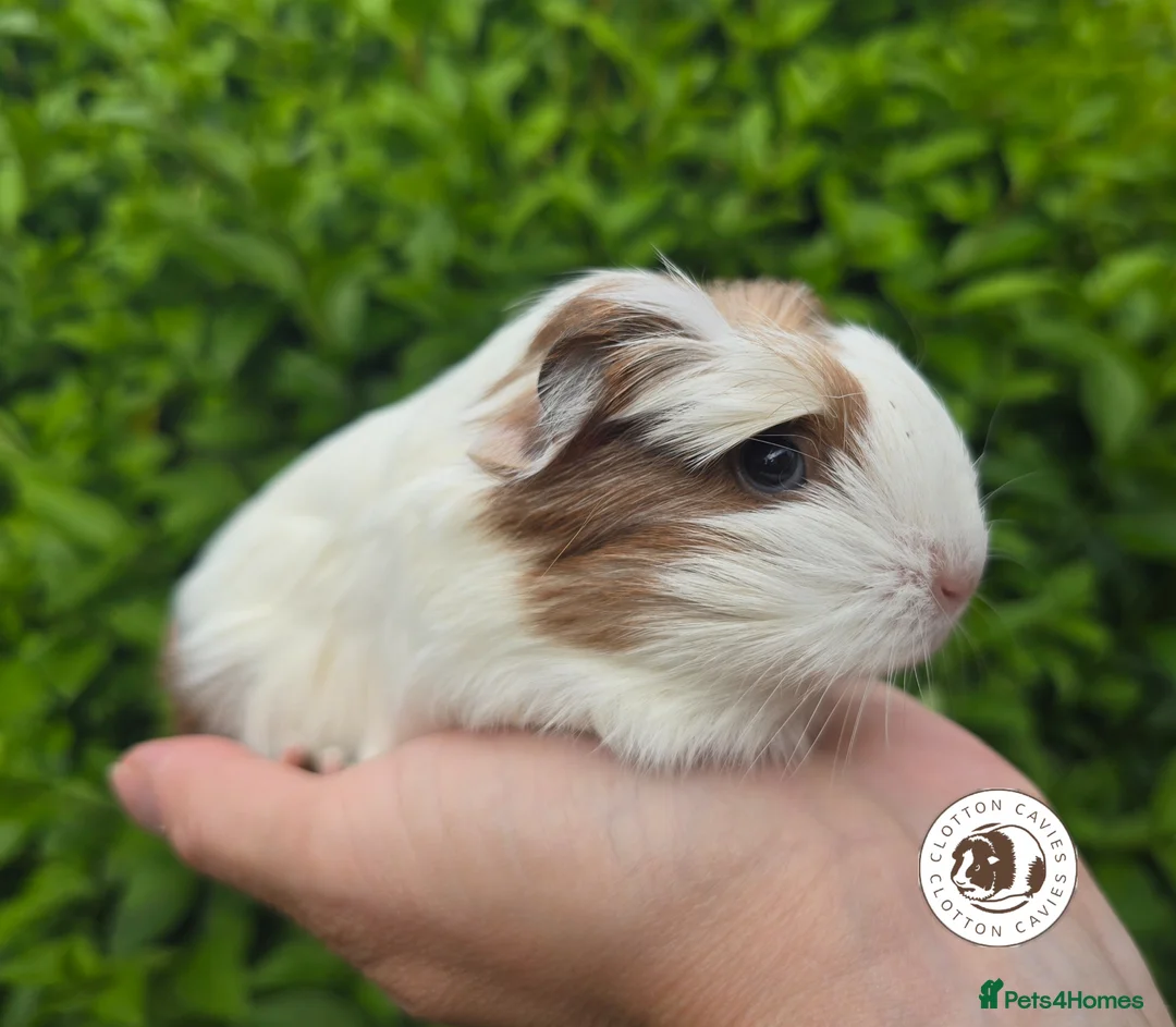 Guinea Pig rodents for sale: Gorgeous Baby Guinea Pigs For Sale  - Advert 2