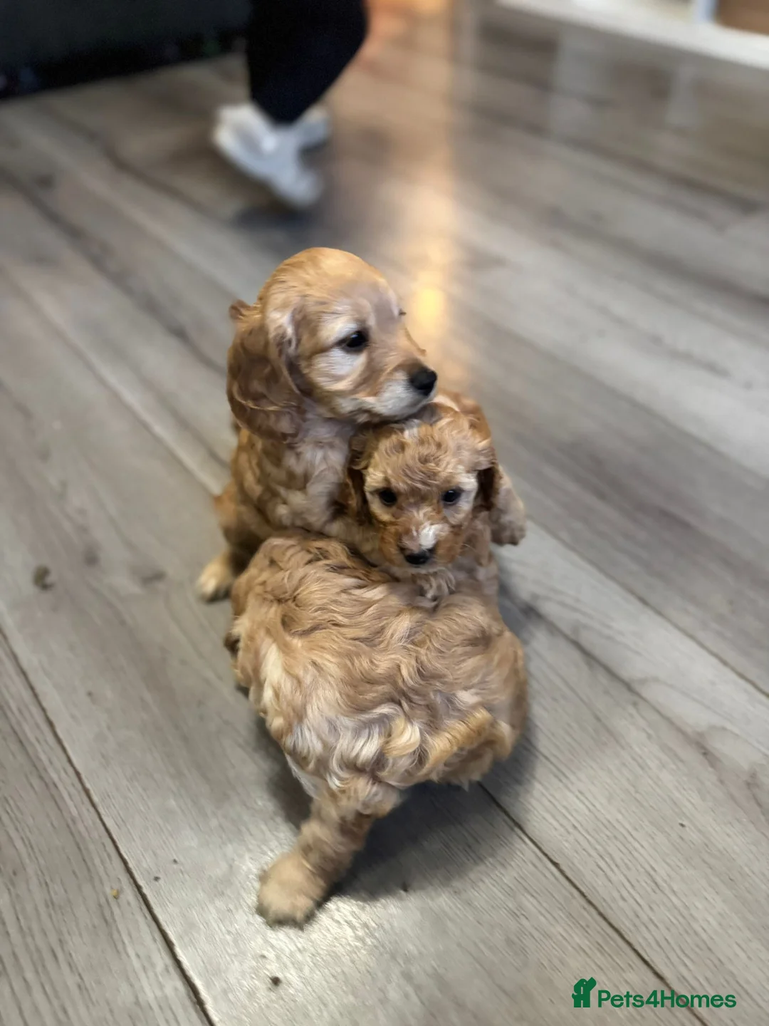 Cockapoo dogs for sale: Cocerpoo puppys Manchester  - Advert 6