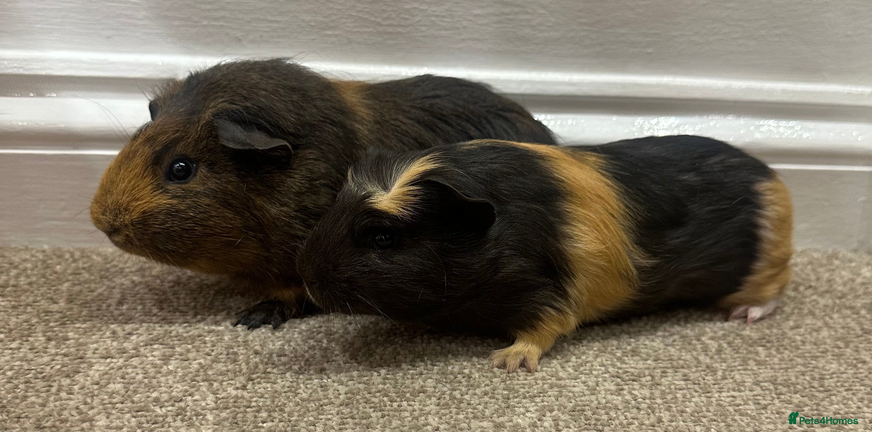 Guinea Pig rodents Baby guineas, boys and girls available  - Advert 13