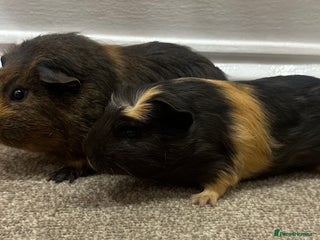 Guinea Pig rodents Baby guineas, boys and girls available - Advert 2