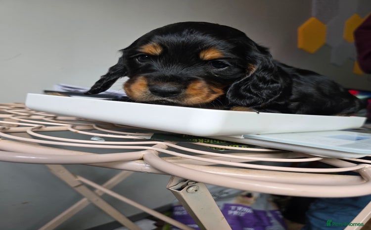 Cocker Spaniel dogs Beautiful cocker spaniel pups ready in one week - Advert 1