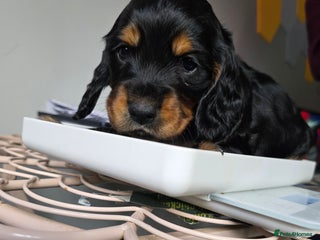 Cocker Spaniel dogs Beautiful cocker spaniel pups ready in one week - Advert 17