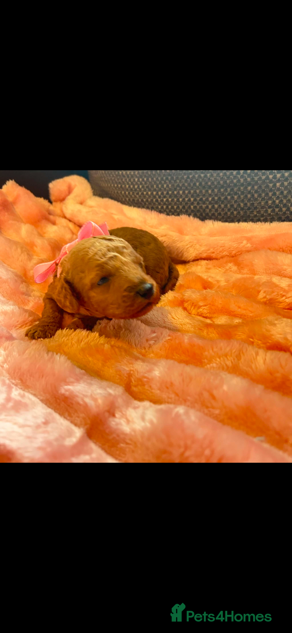 Miniature Poodle dogs for sale: ⭐️⭐️ stunning miniature poodle puppies ⭐️⭐️ - Advert 13