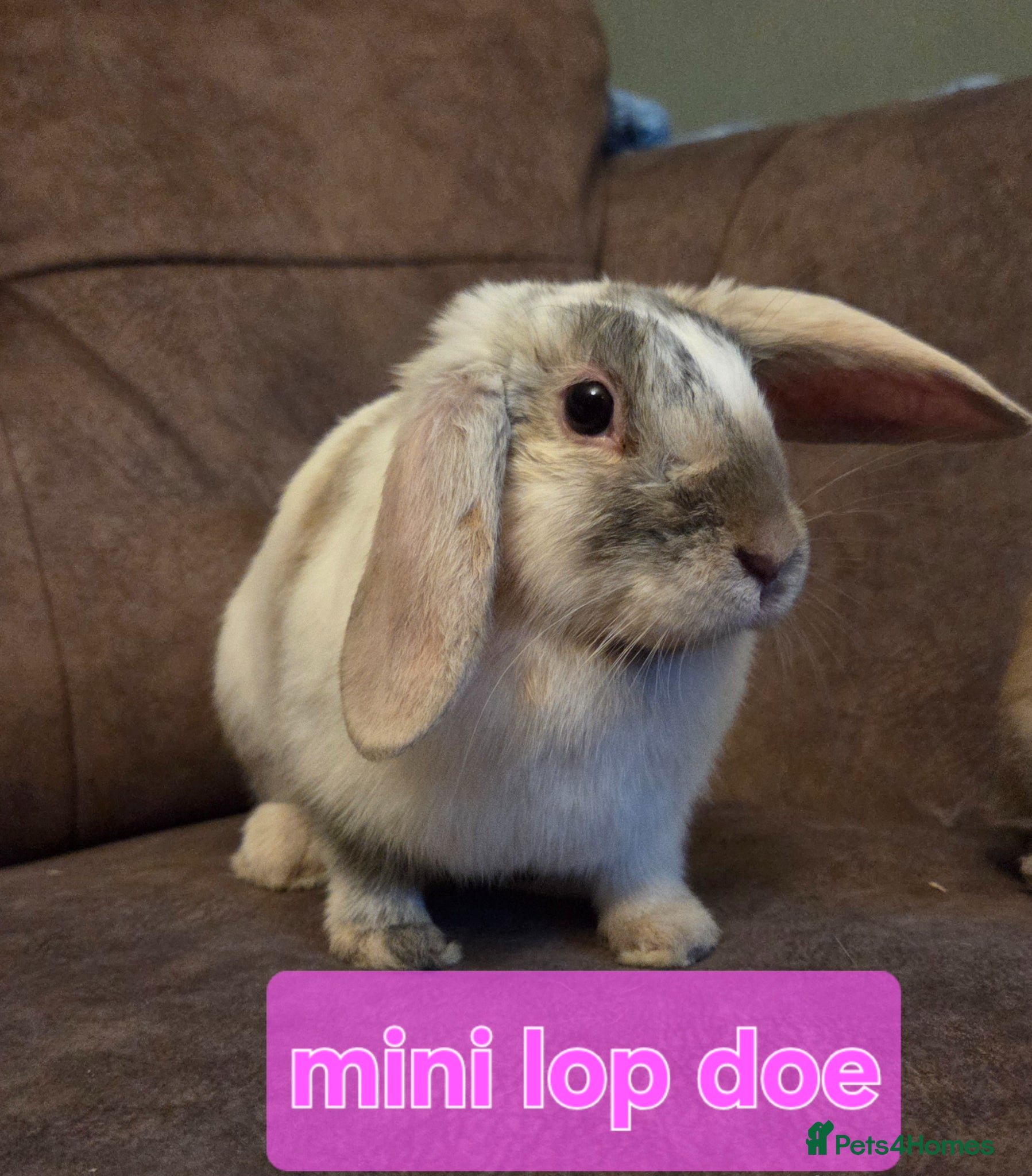 Mini Lop rabbits ☆Very tame Mini lops 10 week ☆5 left 4 does 1 buck - Advert 2