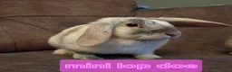 Mini Lop rabbits for sale: Mini lop 10 week ☆5 left 4 does 1 buck - Advert 3
