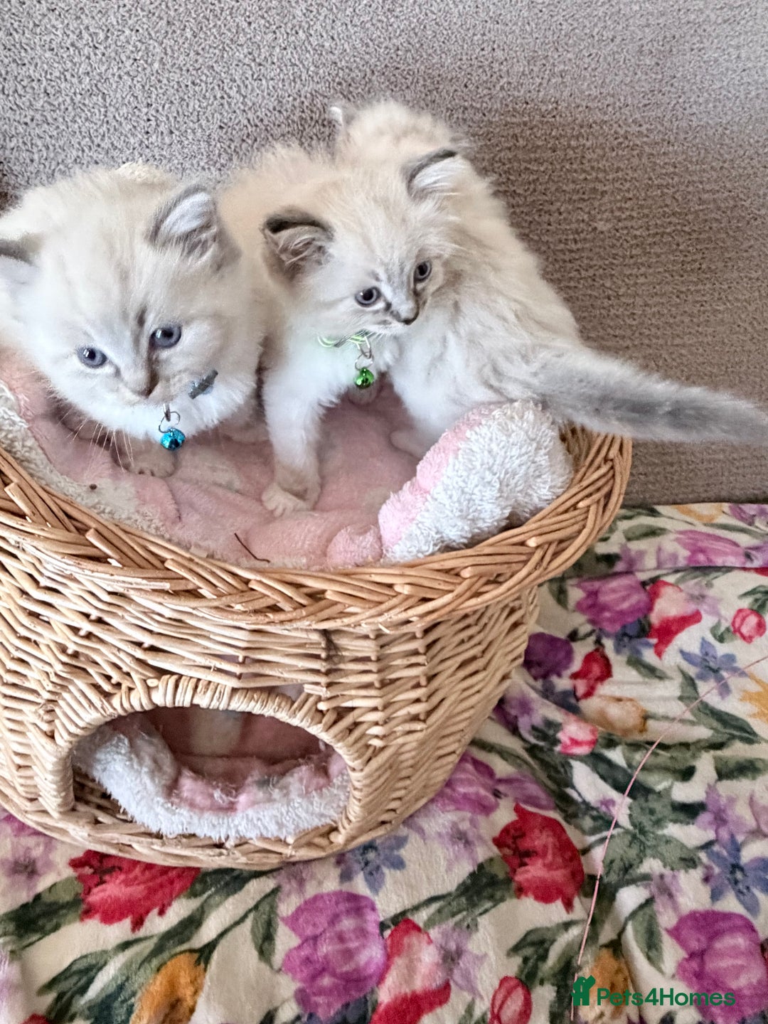 Ragdoll cats for sale: Special Ragdoll babies  - Advert 1