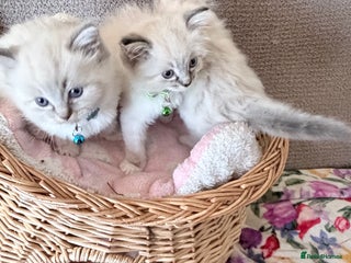Ragdoll cats Special Ragdoll babies - Advert 1