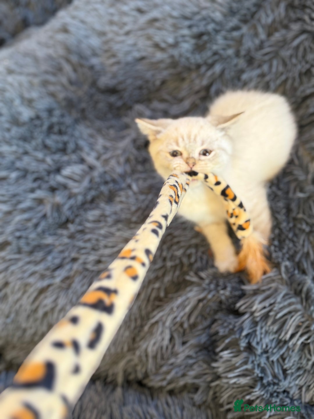British Shorthair cats for sale: British shorthair kittens TICA ready NOW  - Image 4