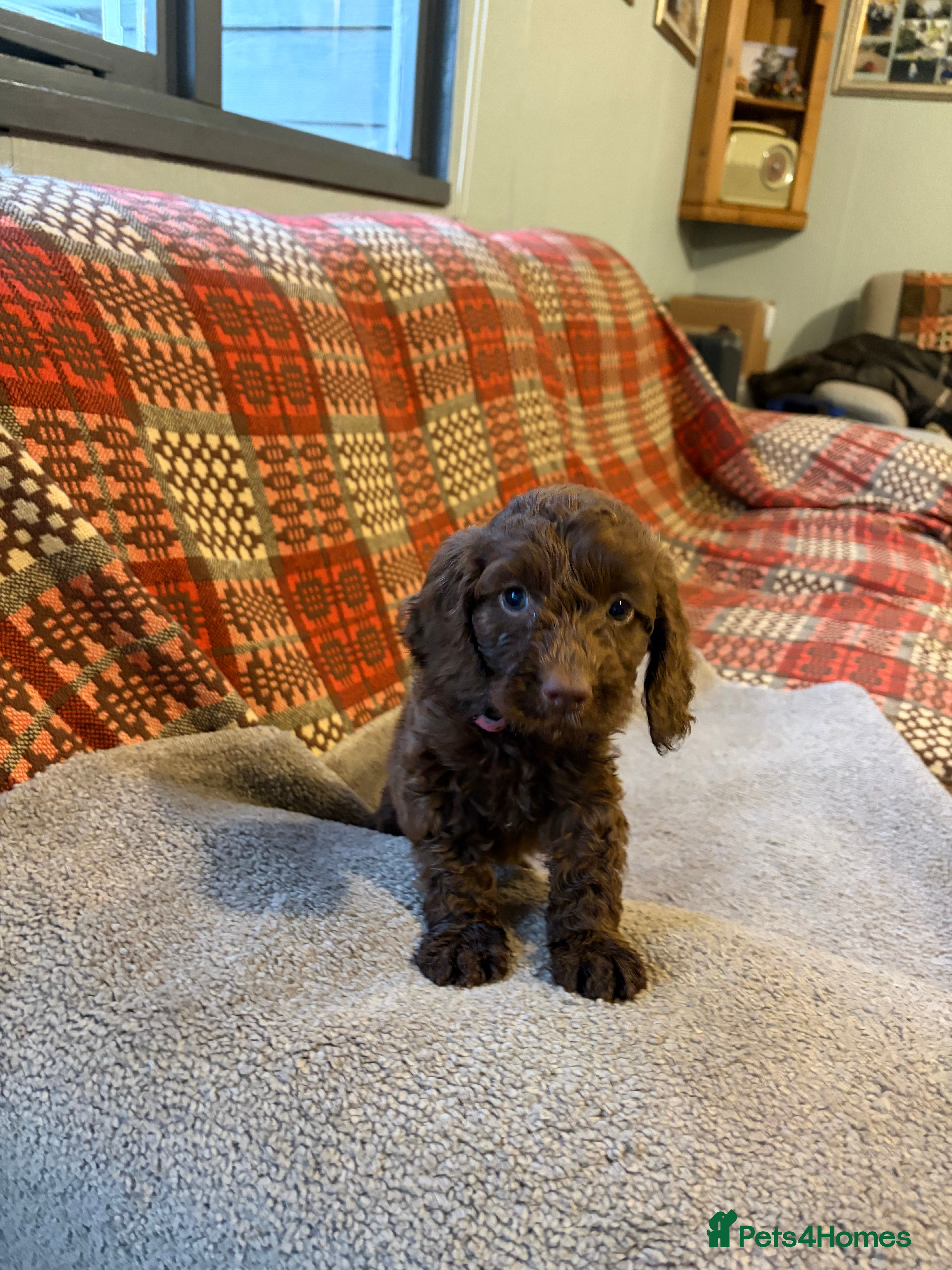 Cockapoo dogs Genetic clear cockapoo puppies - Advert 1