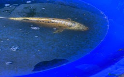 Koi Carp fish for sale: Koi fish - Image 9
