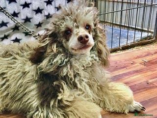 Toy Poodle dogs Toy Poodle at stud in Sandwich - Advert 23