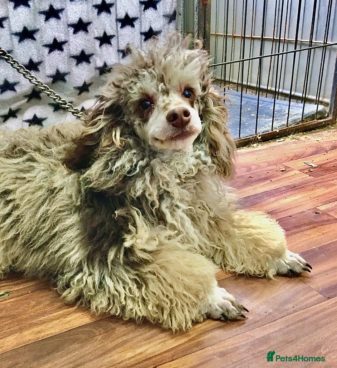 Toy Poodle dogs for stud: Toy Poodle at stud in Sandwich - Advert 1