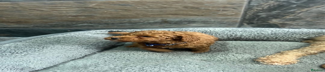 Toy Poodle Puppy blue collar 