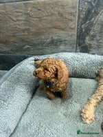 Toy Poodle dogs - Advert 12