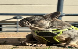 French Bulldog dogs for sale: 🩵 Cuddly Frenchie for Forever Home 🩵 - Image 6