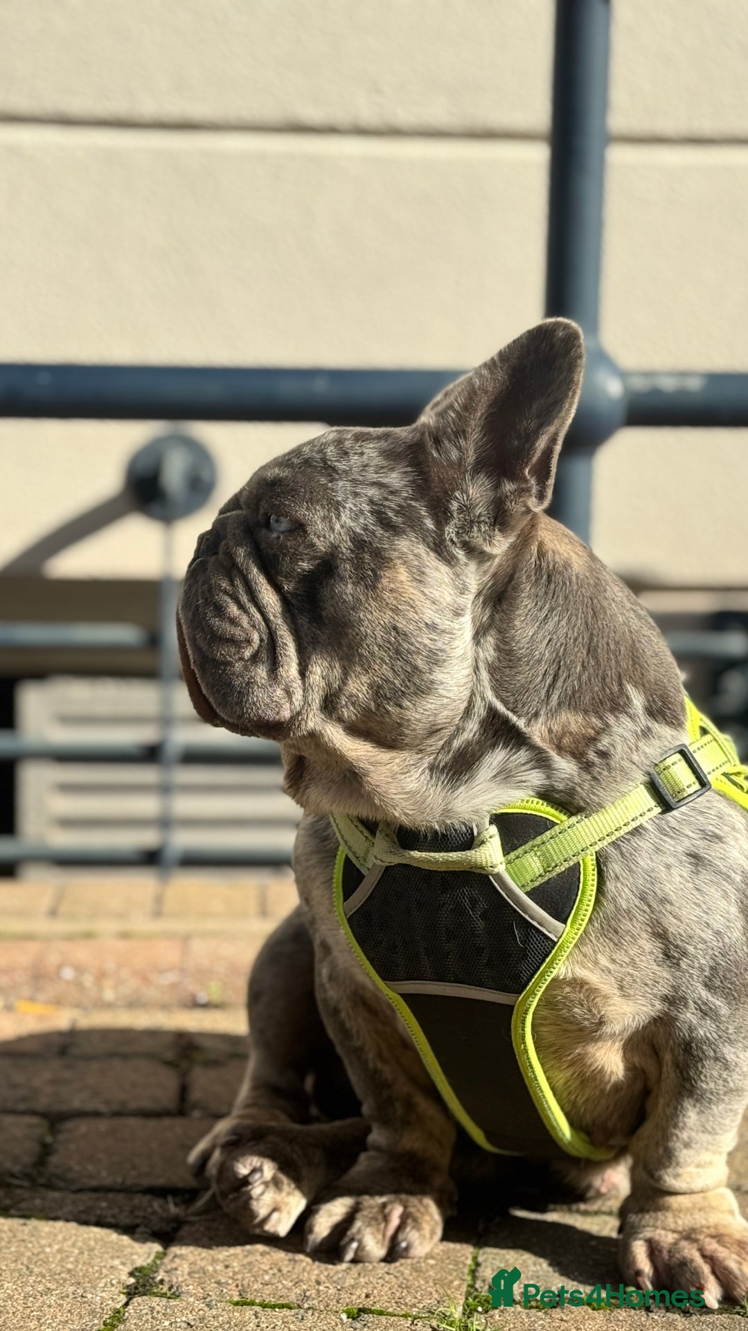 French Bulldog dogs for sale: 🩵 Cuddly Frenchie for Forever Home 🩵 - Image 6