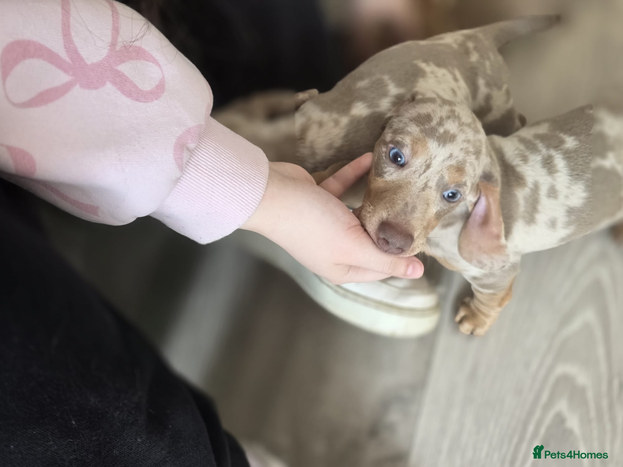 Miniature Dachshund dogs for sale: Stunnung miniature Dachshund  in Slough - Advert 11