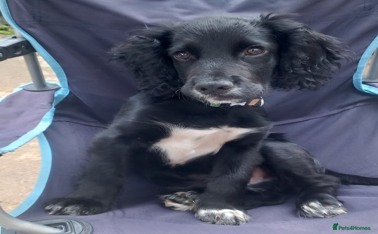 Cocker Spaniel dogs - Advert 5
