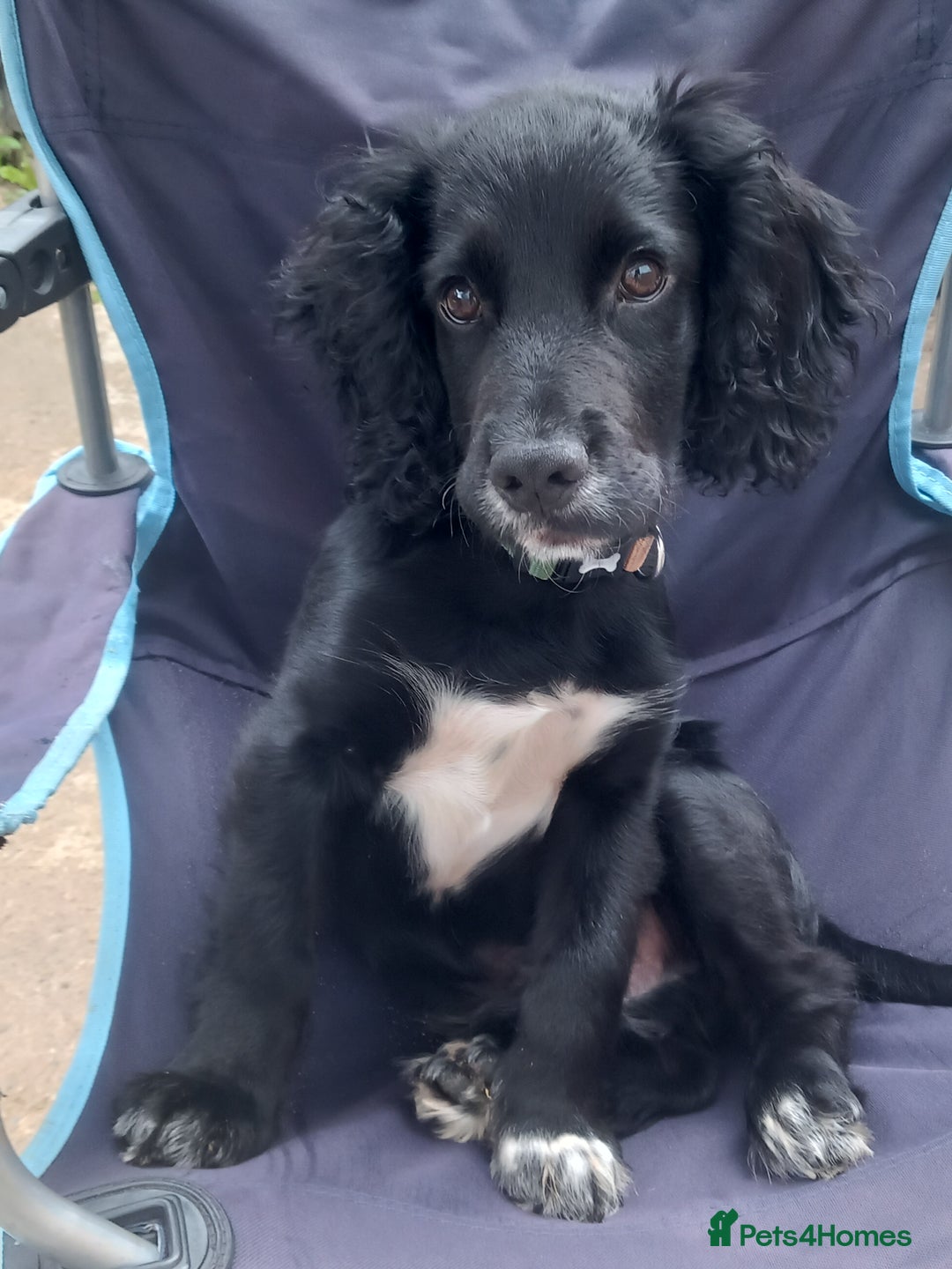 Cocker Spaniel dogs for sale: Rocco - Image 1