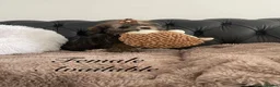 Shorkie dogs for sale: Shorkies Full vaccine £950 ready now - Advert 7