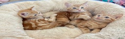 Mixed Breed cats for sale: GORGEOUS THREE MUSKETEERS - Advert 4