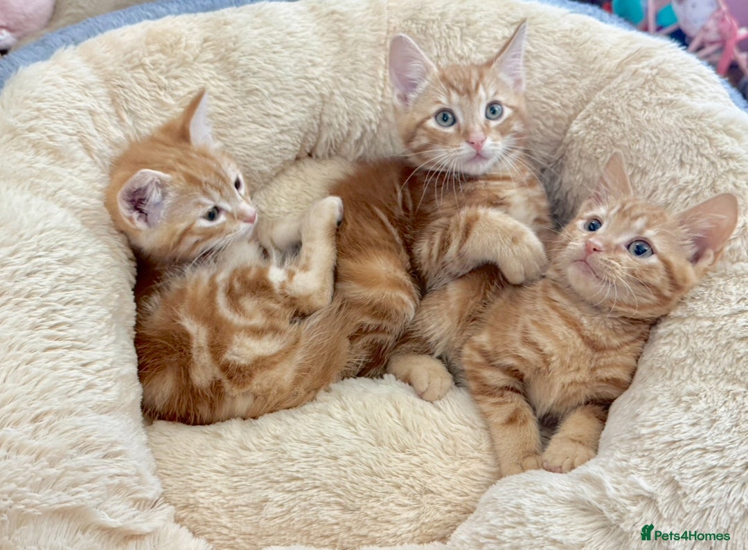 Mixed Breed cats for sale: GORGEOUS THREE MUSKETEERS - Advert 4