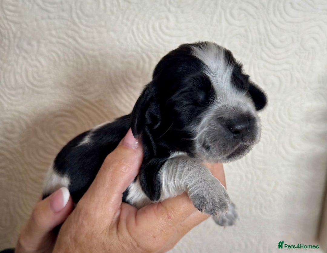 Cocker Spaniel dogs for sale: Pedigree Show cocker spaniels  - Image 11