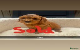 Cockapoo dogs for sale: Outstanding sable f1 Cockapoo puppies  - Image 5