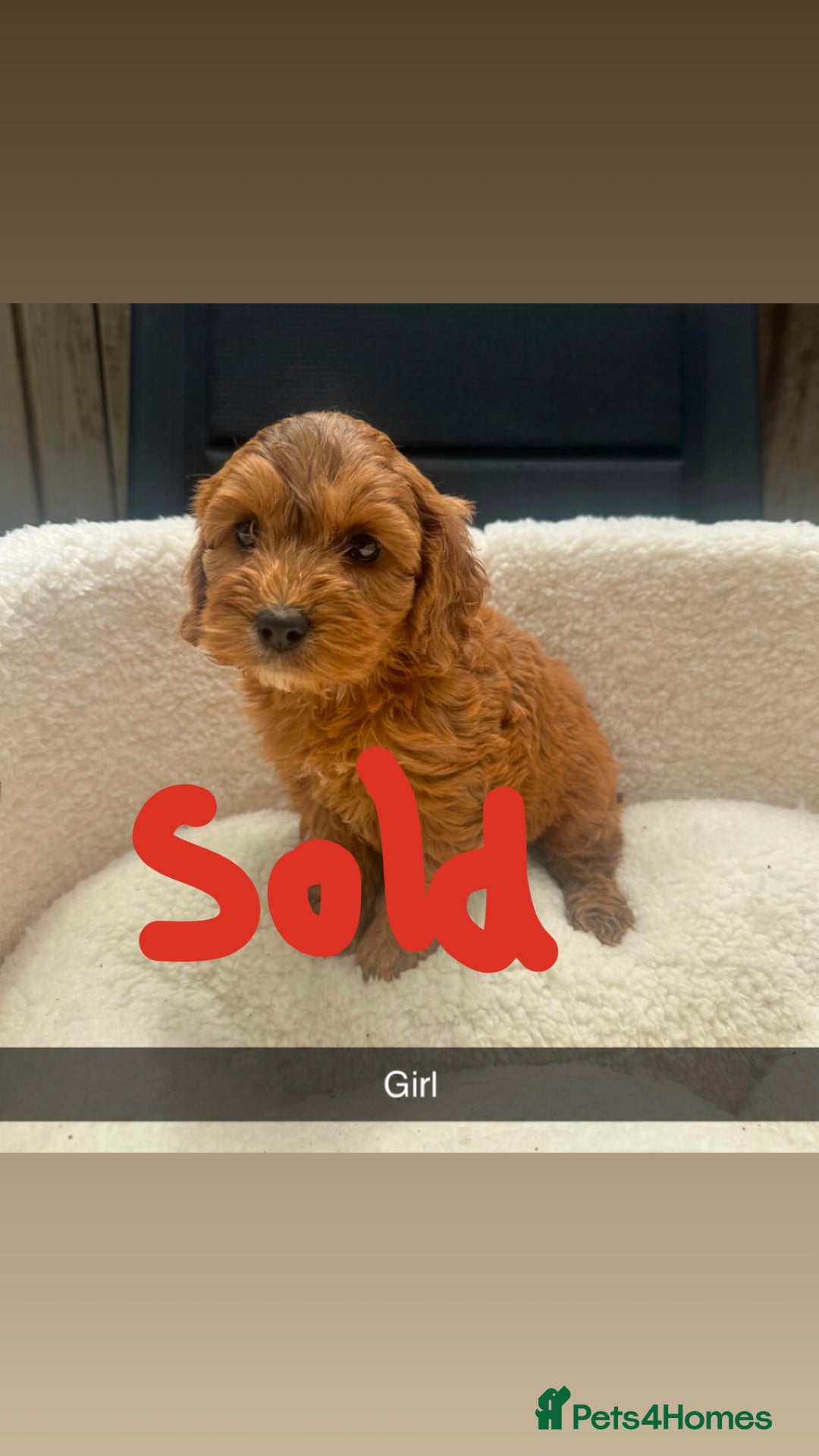 Cockapoo dogs for sale: Outstanding sable f1 Cockapoo puppies  - Image 5